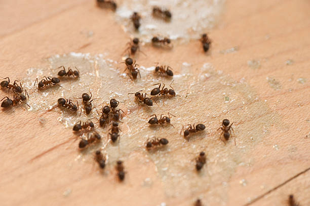 Best Bed Bug Extermination  in Green Valley, SD