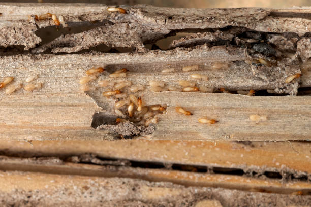 Best Best Pest Control Companies  in Green Valley, SD